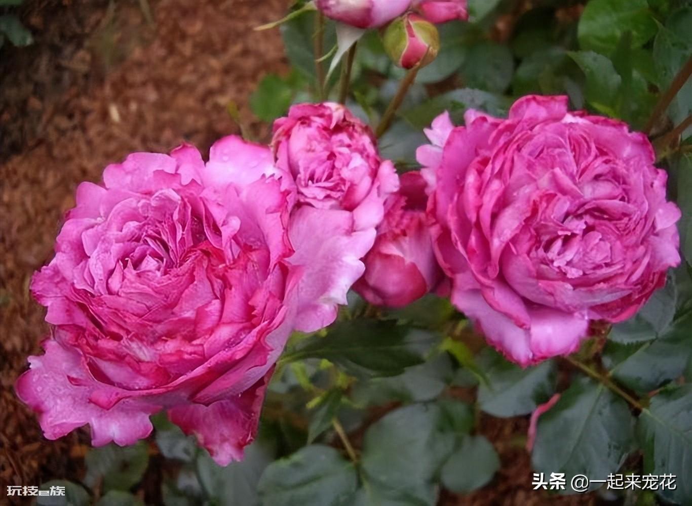 值得入的两棵伊芙月季(伊芙系列好的5大品种图片)-图片5