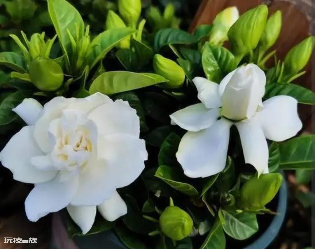 栀子花喜欢阳光还是阴凉（喜阳光植物栀子花的养护要点）-图片2