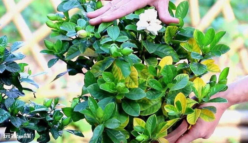 栀子花喜欢阳光还是阴凉（喜阳光植物栀子花的养护要点）-图片3