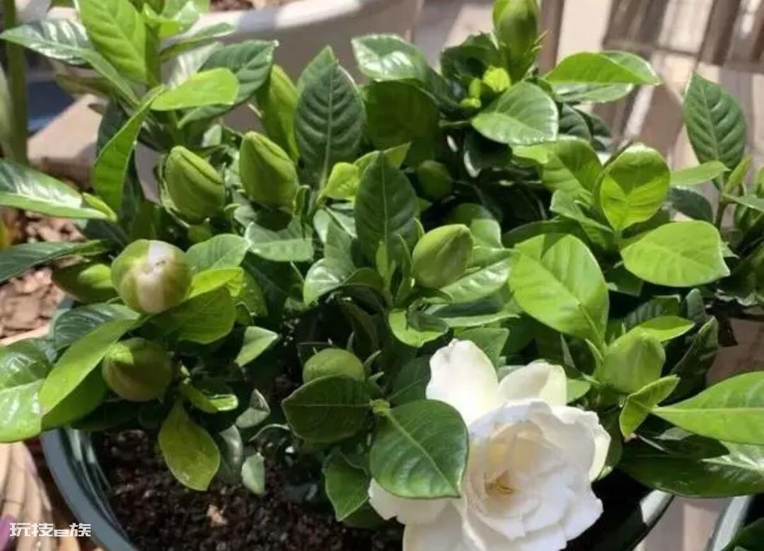栀子花喜欢阳光还是阴凉（喜阳光植物栀子花的养护要点）-图片4