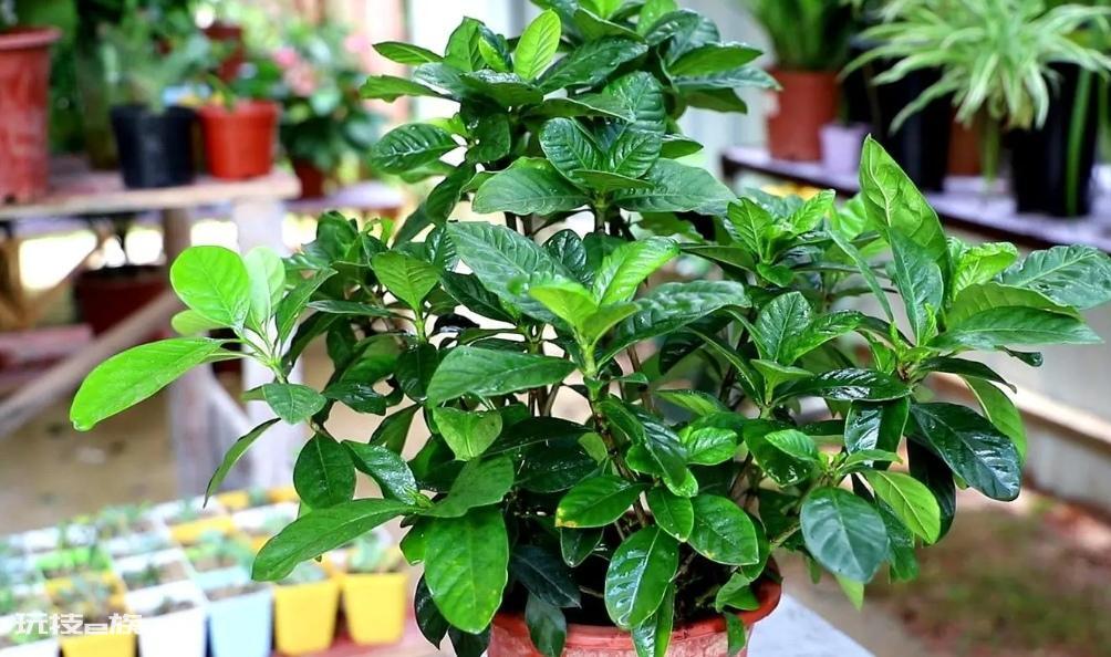 栀子花喜欢阳光还是阴凉（喜阳光植物栀子花的养护要点）-图片5
