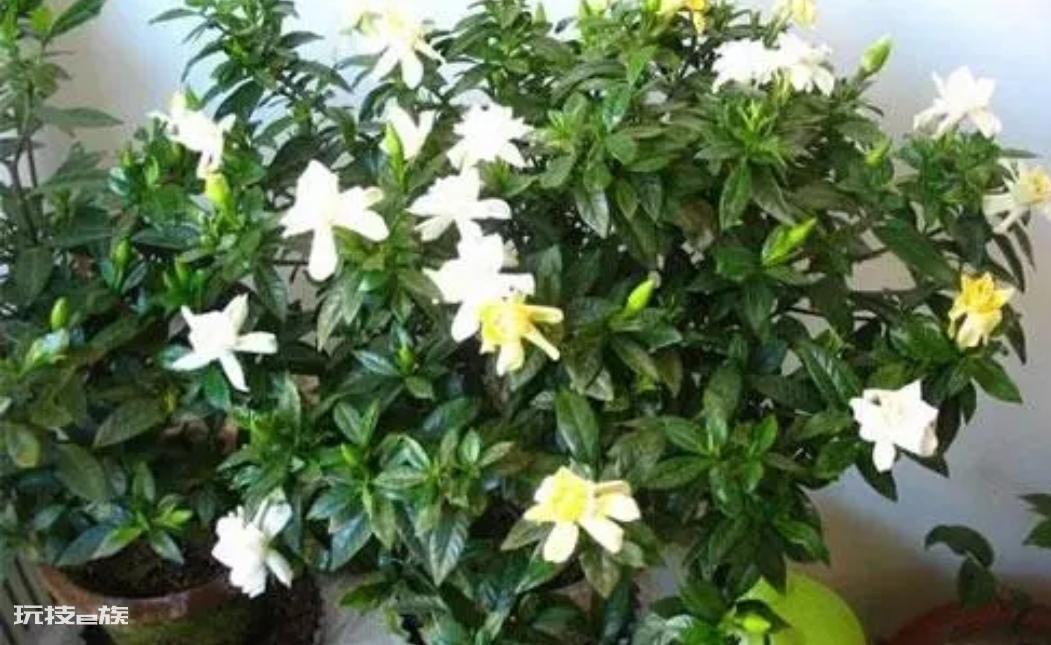 栀子花喜欢阳光还是阴凉（喜阳光植物栀子花的养护要点）-图片6