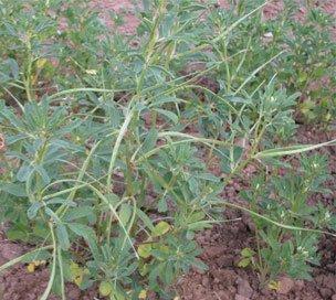 香草是什么植物(苦豆的特点及作用介绍)-图片3