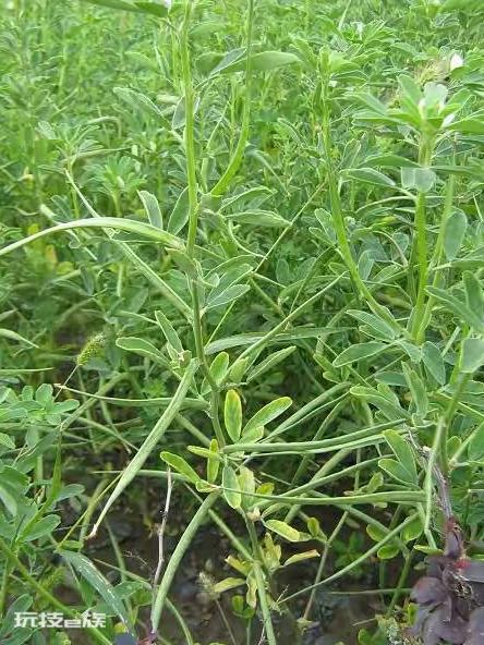 香草是什么植物(苦豆的特点及作用介绍)-图片6