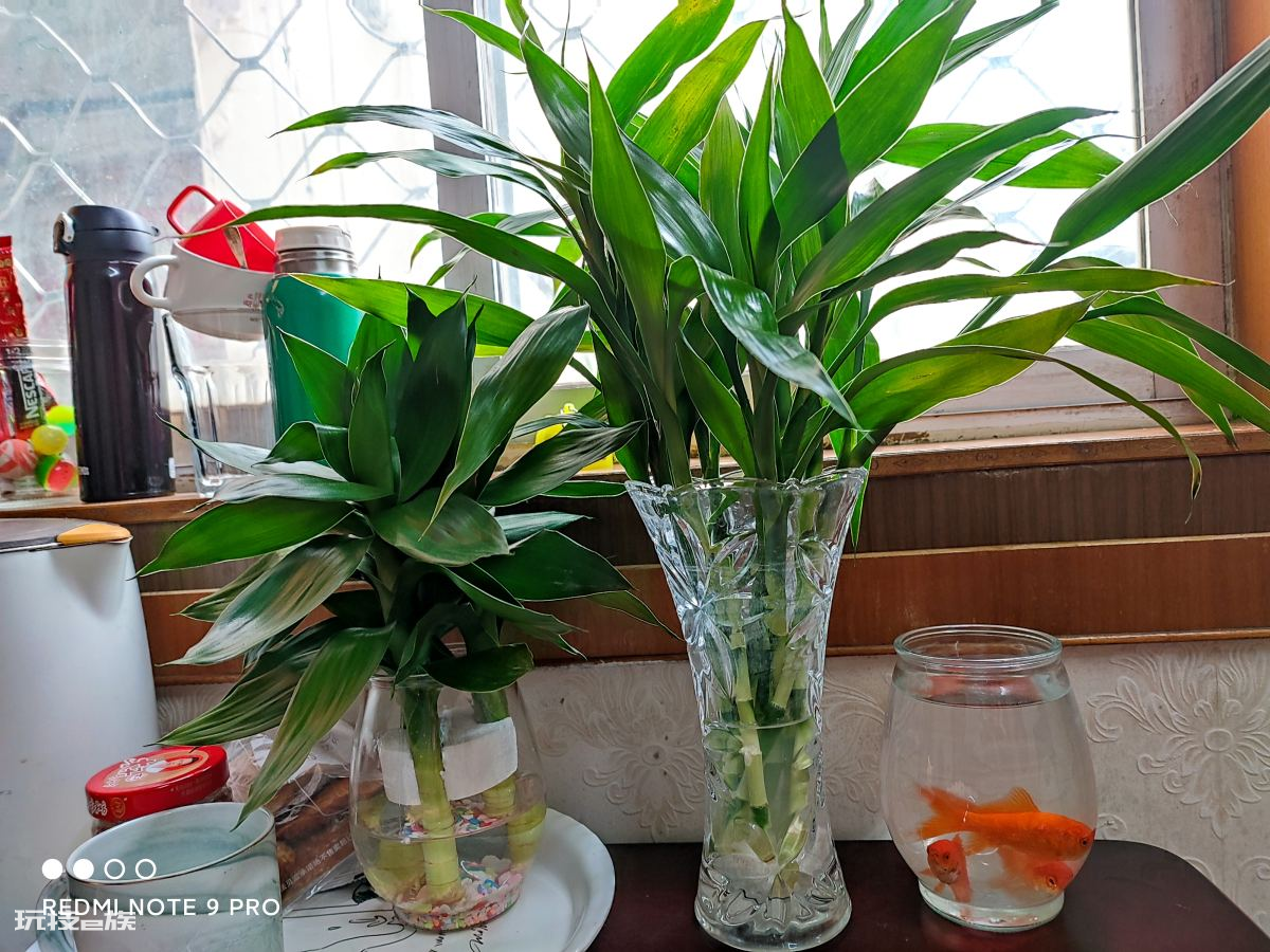 卧室适合摆放什么植物(家里卧室养这5种花卉有利于睡眠)-图片2