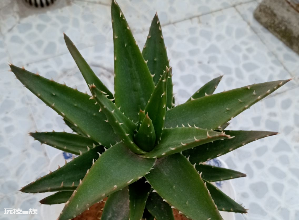 卧室适合摆放什么植物(家里卧室养这5种花卉有利于睡眠)-图片4