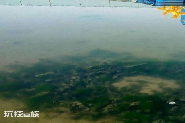 虾塘青苔最佳处理方法(池塘的青苔怎么清除最快)-图片5