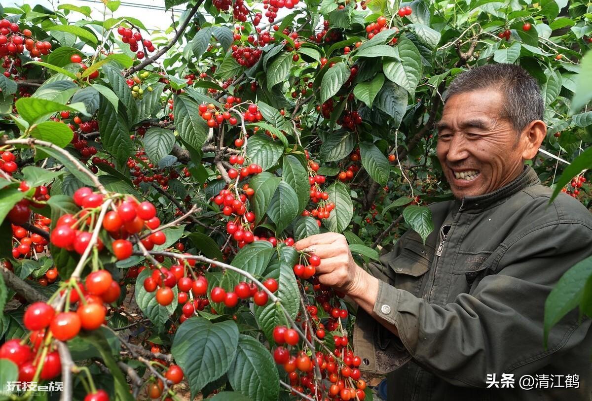 车厘子的种子可以种吗(车厘子核怎么种植成苗率最高)-图片4