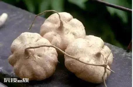 红薯和地瓜是一个东西吗(图解地瓜和红薯有什么区别)-图片3