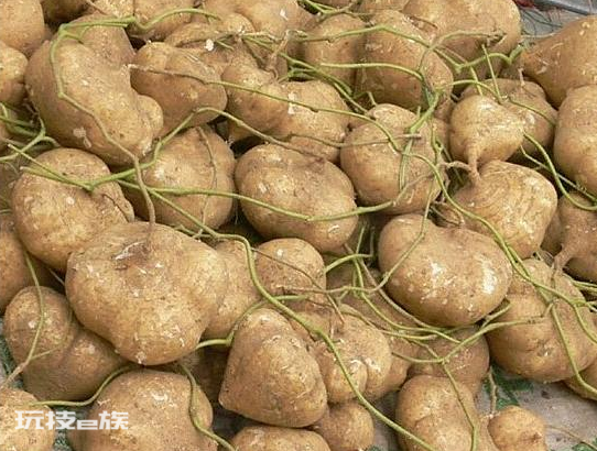 红薯和地瓜是一个东西吗(图解地瓜和红薯有什么区别)-图片5