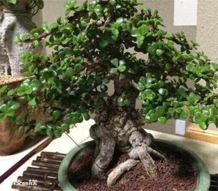 金枝玉叶怎么修剪造型才能好看(5个剪枝步骤简单操作)-图片6