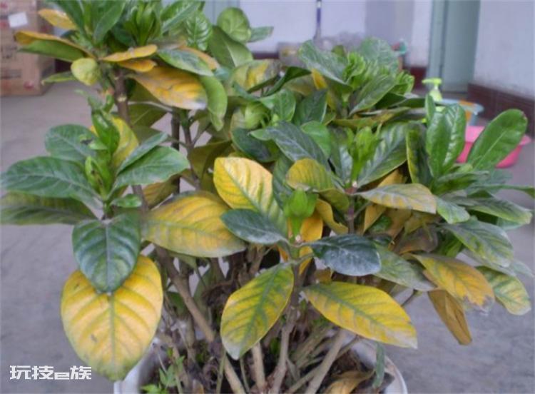 植物叶子发黄是什么原因(引发盆景植物黄叶的常见4大因素)-图片1