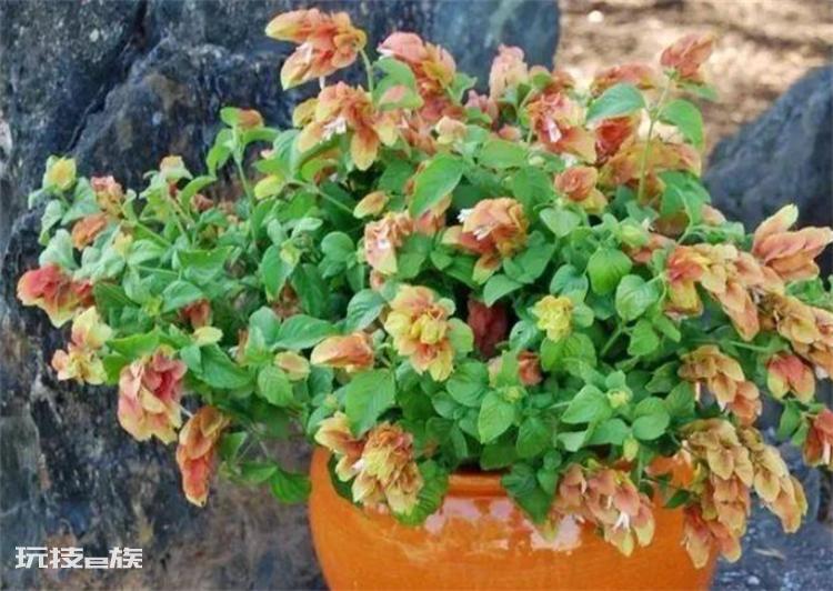 植物叶子发黄是什么原因(引发盆景植物黄叶的常见4大因素)-图片2