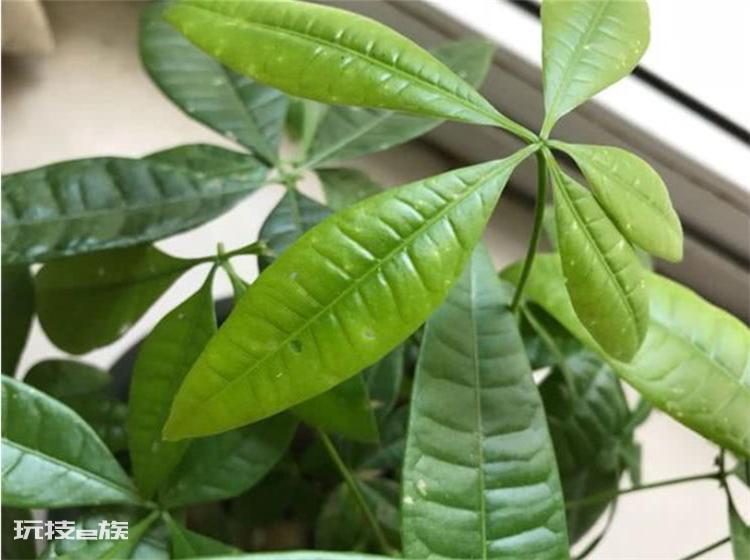 植物叶子发黄是什么原因(引发盆景植物黄叶的常见4大因素)-图片3