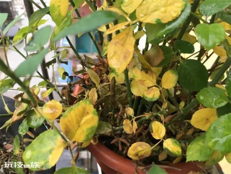 植物叶子发黄是什么原因(引发盆景植物黄叶的常见4大因素)-图片4