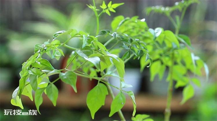 植物叶子发黄是什么原因(引发盆景植物黄叶的常见4大因素)-图片5