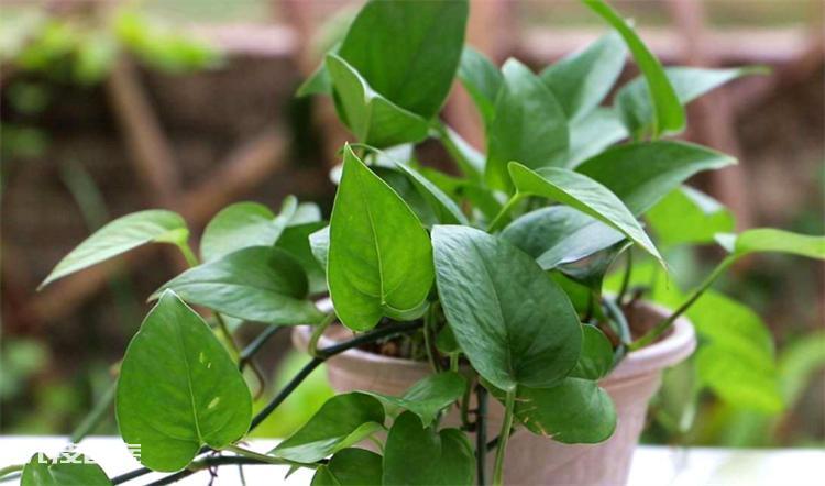 植物叶子发黄是什么原因(引发盆景植物黄叶的常见4大因素)-图片6
