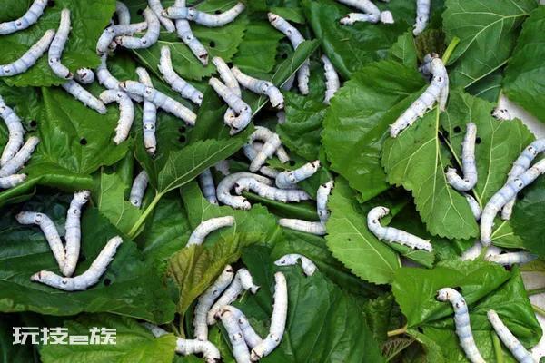 如何养蚕宝宝才能活得更长(不同日龄的蚕要喂不同的桑叶)-图片4