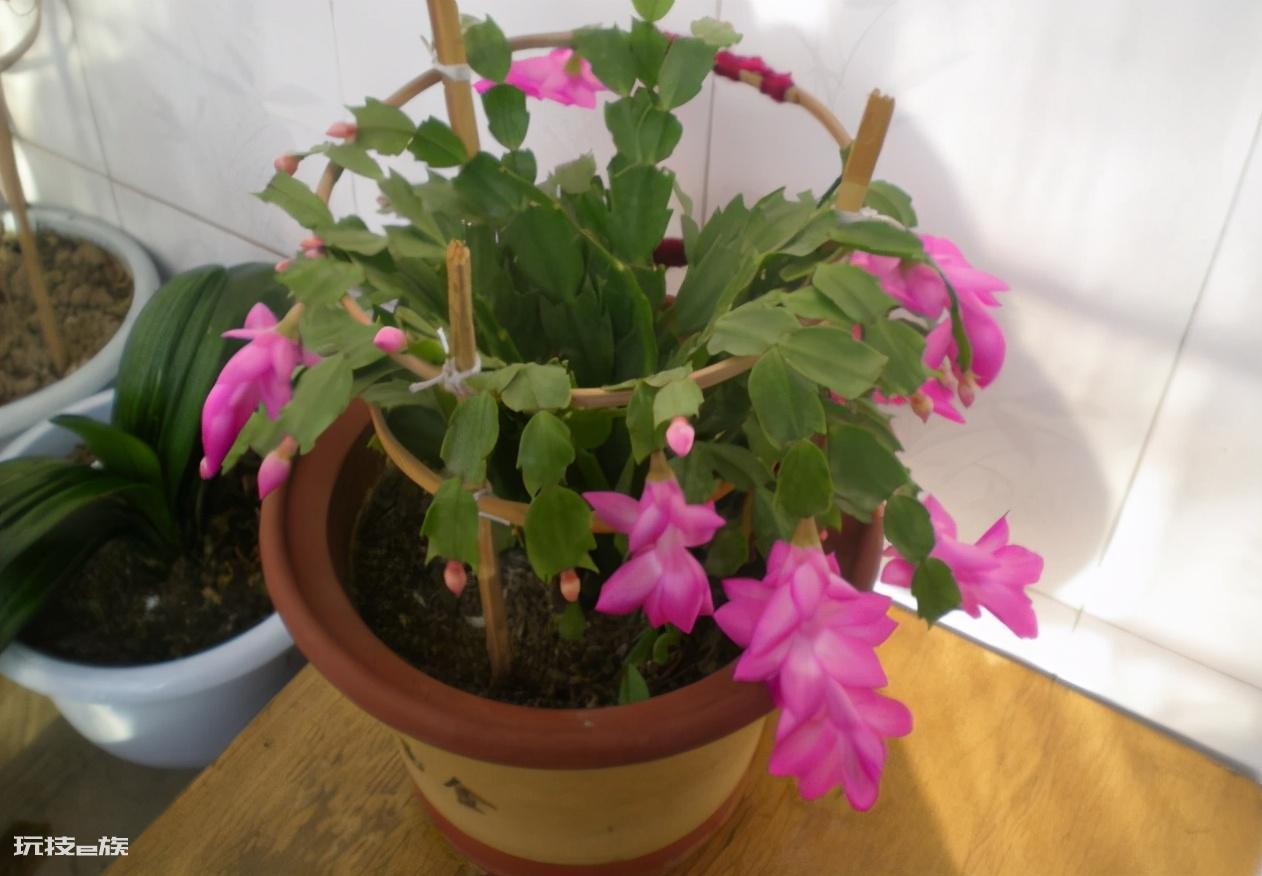 香油渣子怎么给花施肥(用油渣制作肥料正确方法)-图片10