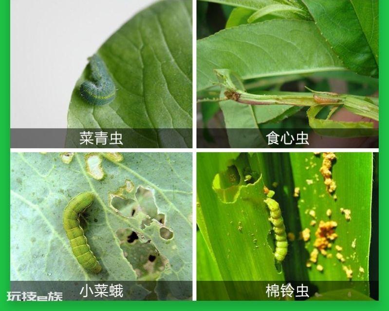 高效氯氰菊酯杀什么虫效果好(使用高效氯氰菊酯正确方法)-图片3