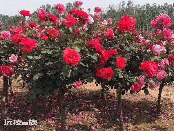 树状月季用什么树嫁接比较好看(这些砧木适合嫁接树状月季)-图片2