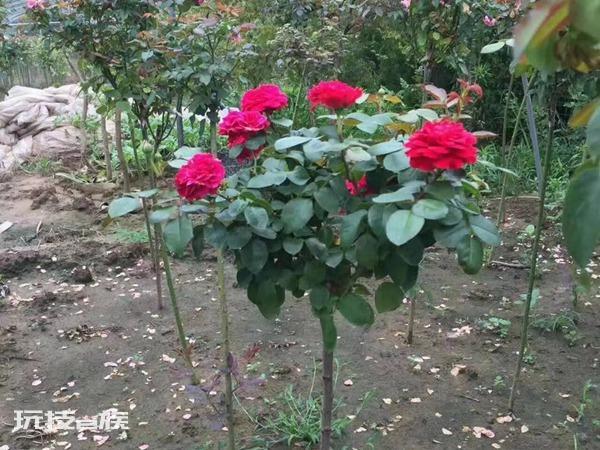 树状月季用什么树嫁接比较好看(这些砧木适合嫁接树状月季)-图片3