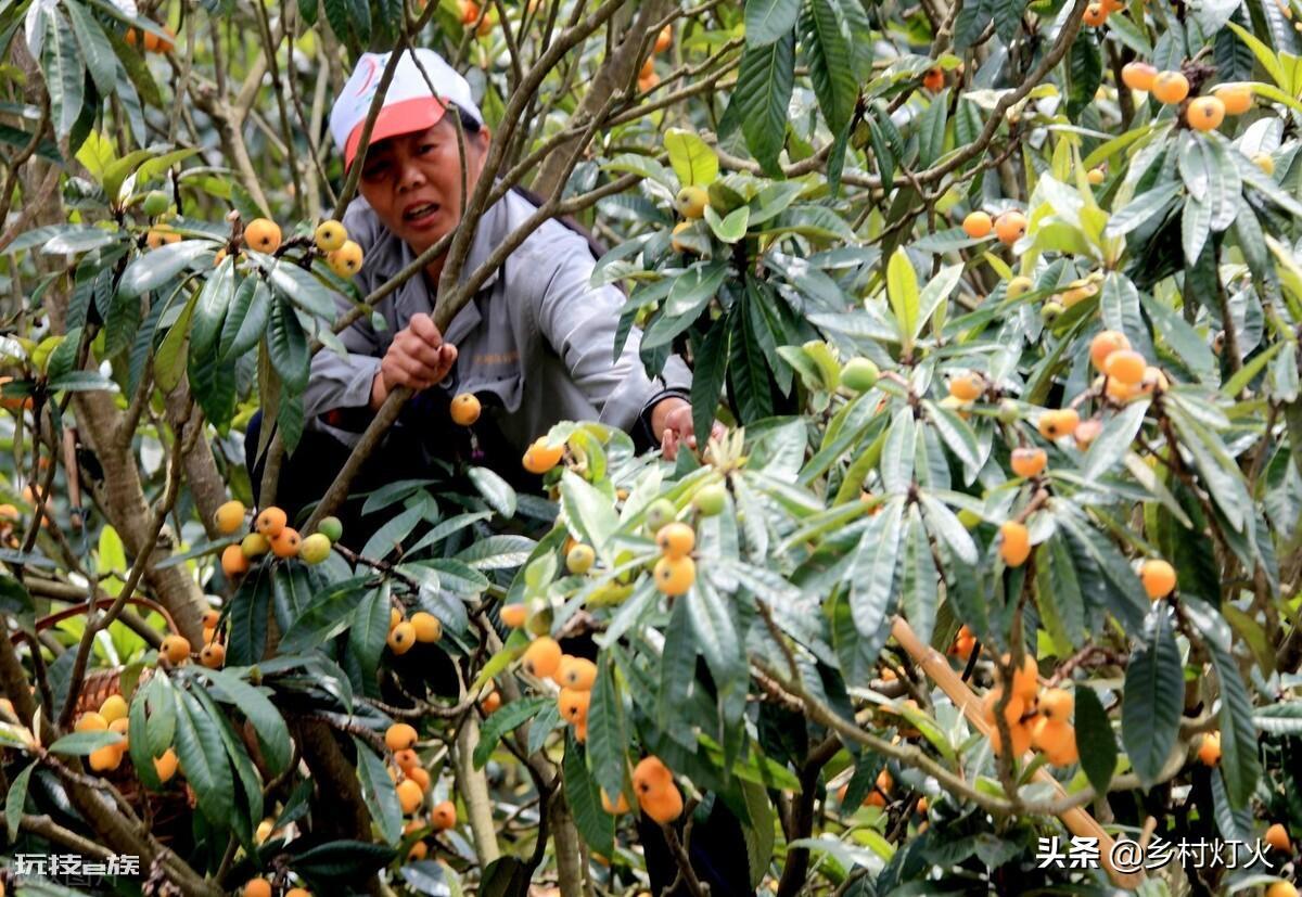 水果膨果肥用什么肥最好(根据水果特性选这三种肥料)-图片2