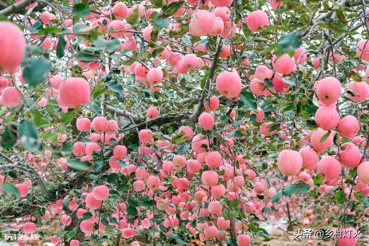 水果膨果肥用什么肥最好(根据水果特性选这三种肥料)-图片4