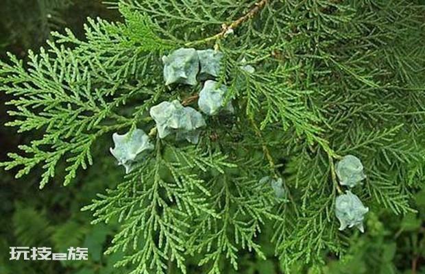 侧柏是什么植物图片(被誉为植物黄金的侧柏长什么样子)-图片1