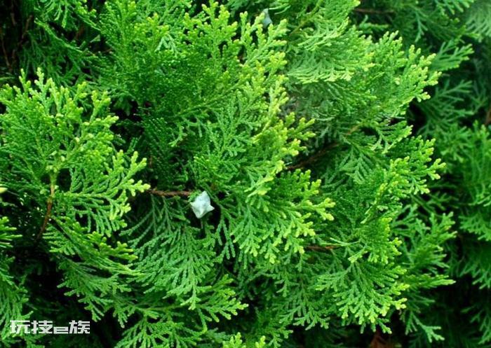 侧柏是什么植物图片(被誉为植物黄金的侧柏长什么样子)-图片2