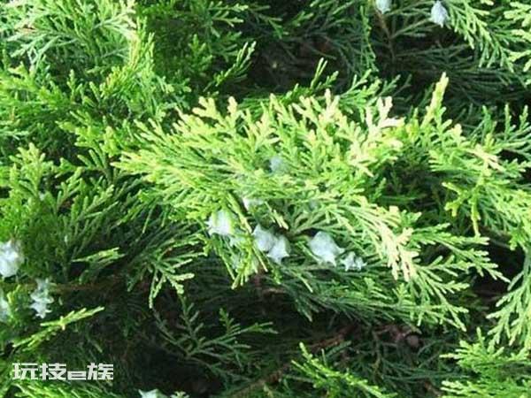 侧柏是什么植物图片(被誉为植物黄金的侧柏长什么样子)-图片3