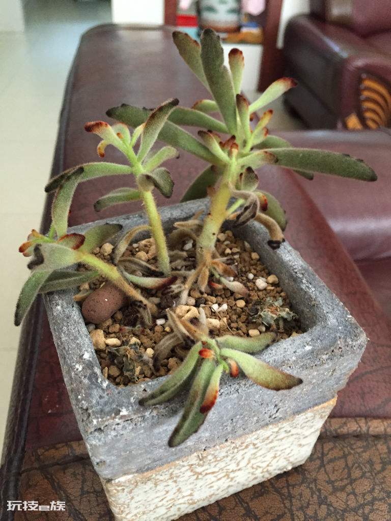 多肉根部腐烂了怎么救(多肉植物根部腐烂原因及解决办法)-图片1