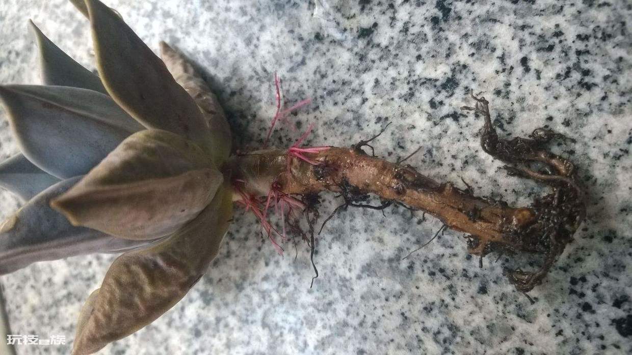 多肉根部腐烂了怎么救(多肉植物根部腐烂原因及解决办法)-图片3