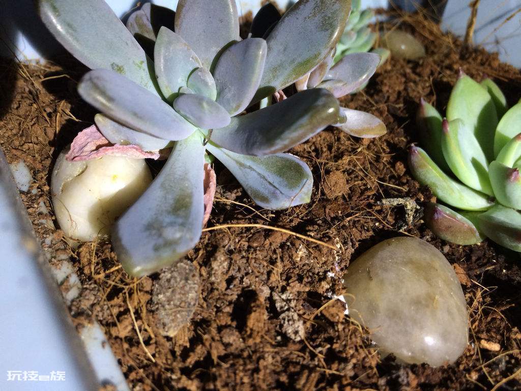 多肉根部腐烂了怎么救(多肉植物根部腐烂原因及解决办法)-图片4