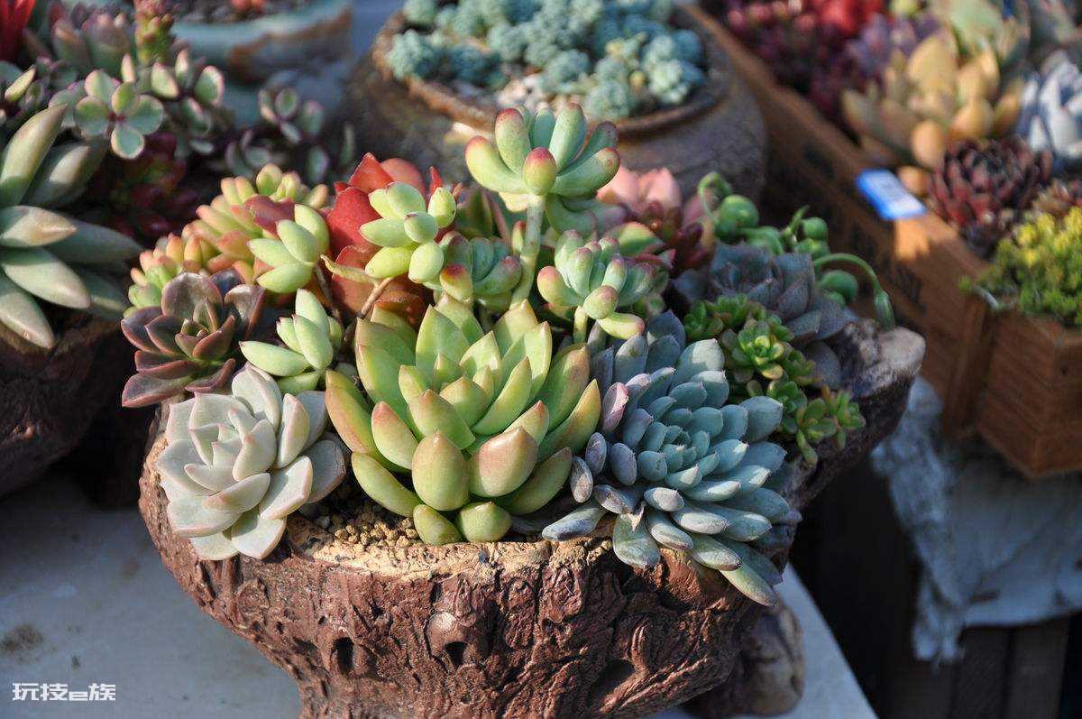 多肉根部腐烂了怎么救(多肉植物根部腐烂原因及解决办法)-图片5