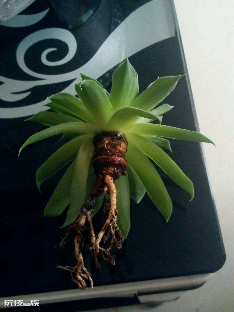多肉根部腐烂了怎么救(多肉植物根部腐烂原因及解决办法)-图片6