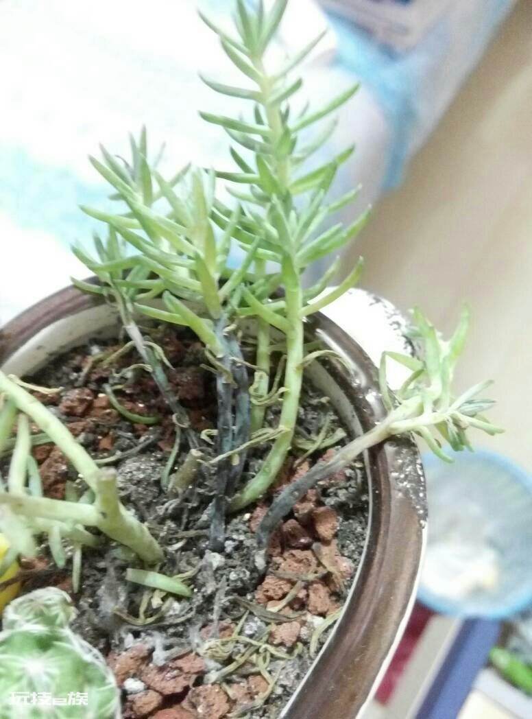 多肉根部腐烂了怎么救(多肉植物根部腐烂原因及解决办法)-图片7