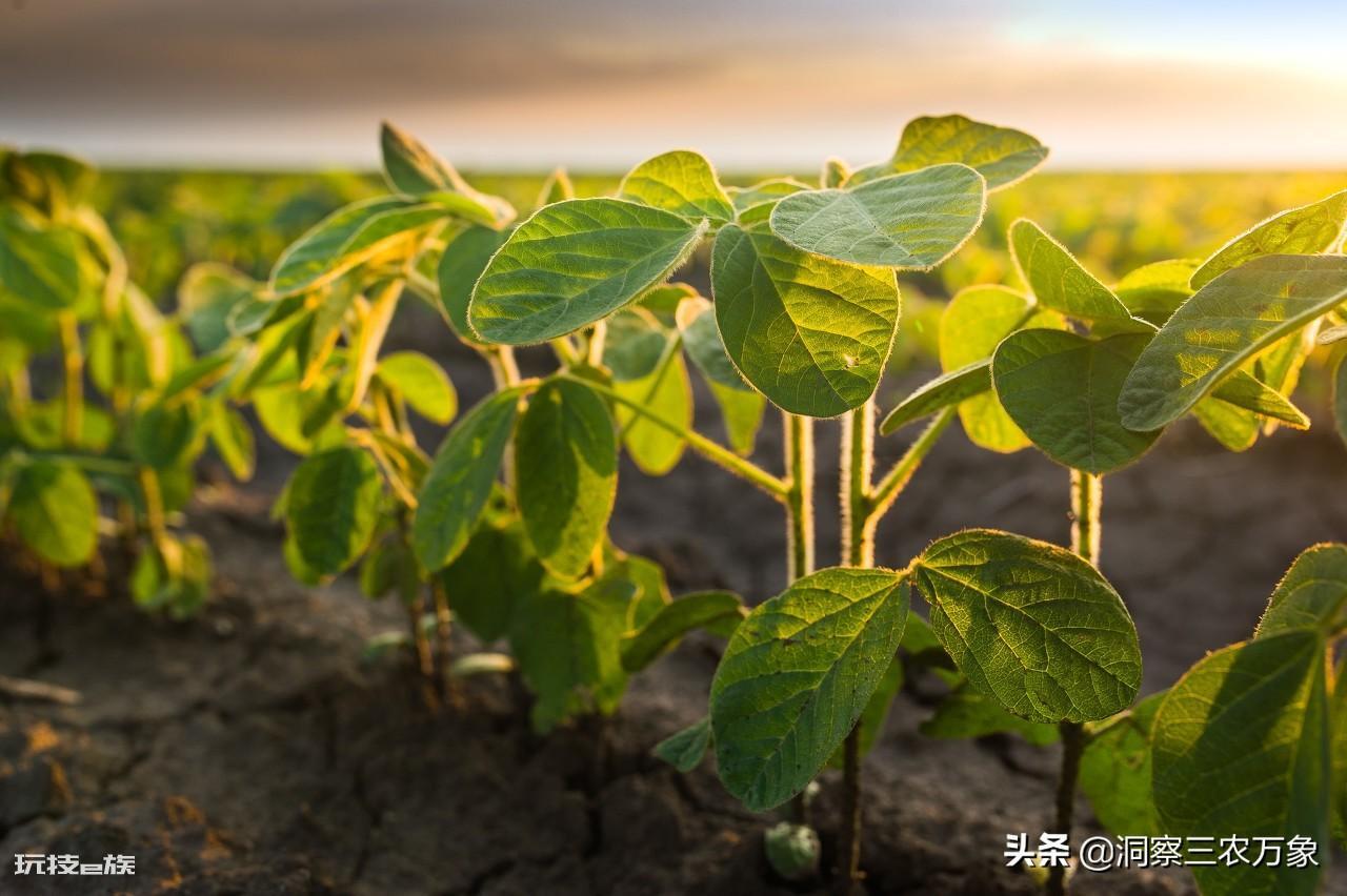 大豆种植的株距和行距是多少合适(夏大豆最佳种植的间距)-图片1