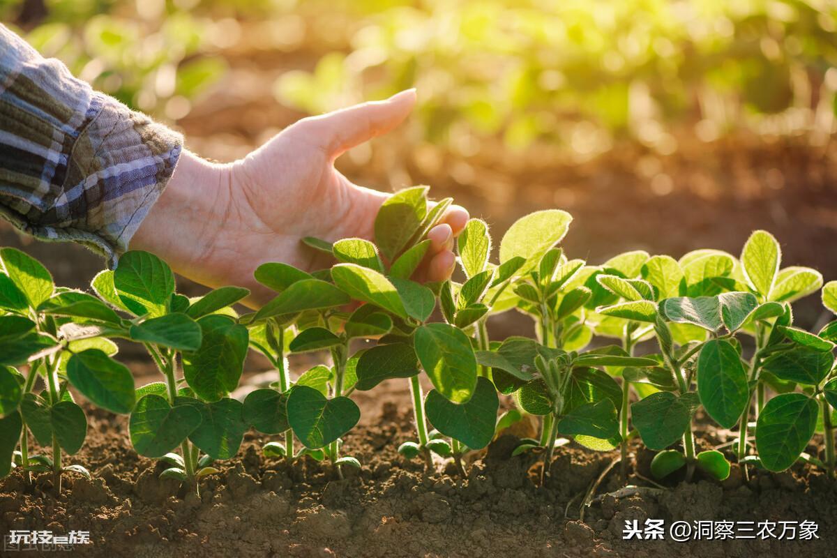 大豆种植的株距和行距是多少合适(夏大豆最佳种植的间距)-图片2