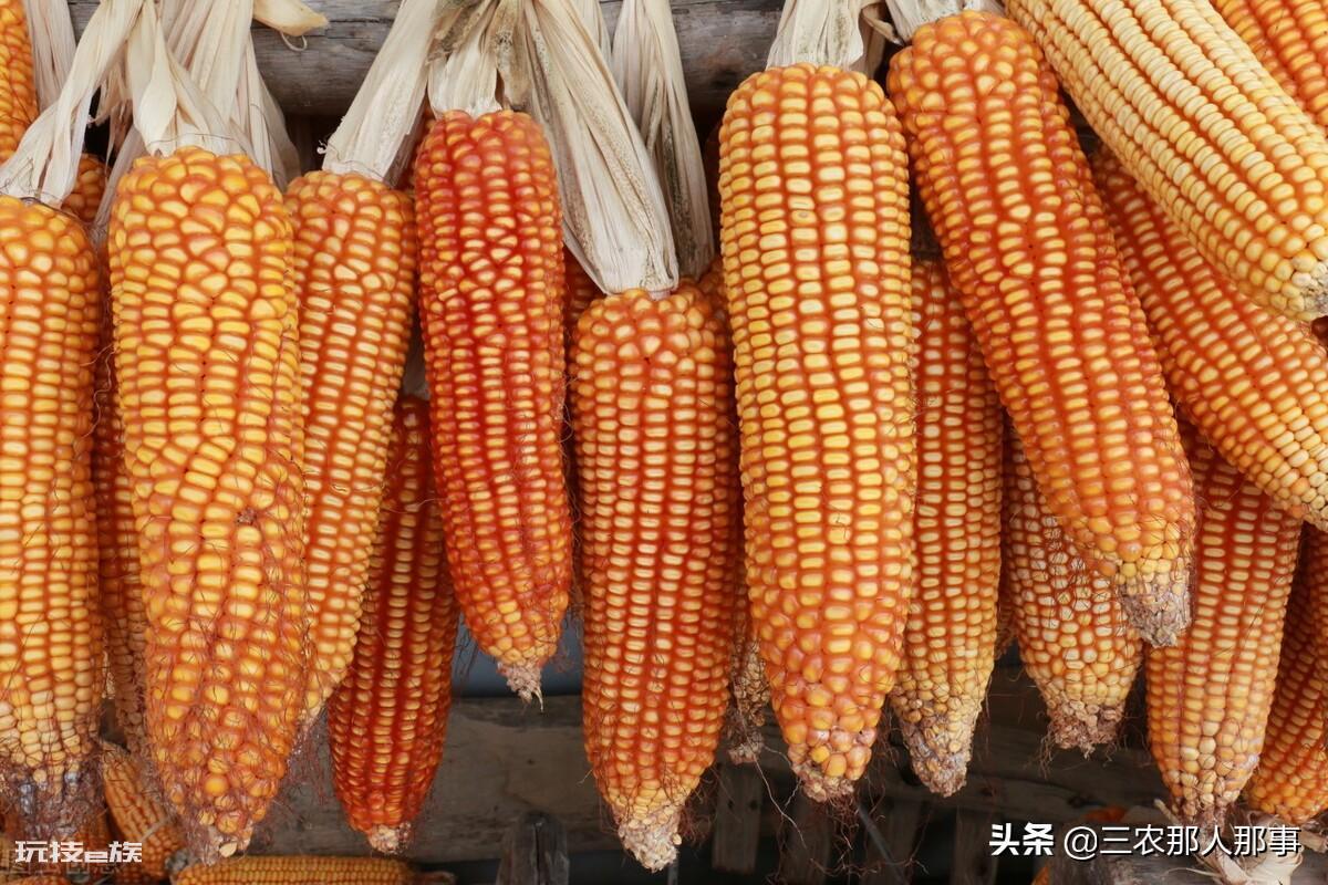 玉米播种深度多少合适(种植玉米的深度一般以多少厘米为适宜)-图片1