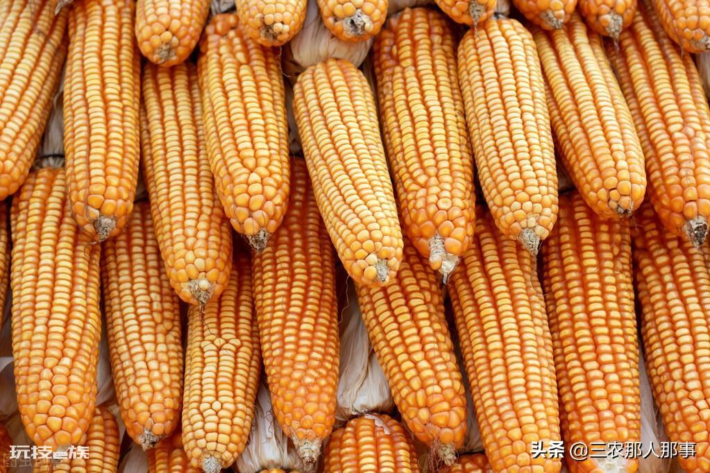 玉米播种深度多少合适(种植玉米的深度一般以多少厘米为适宜)-图片2