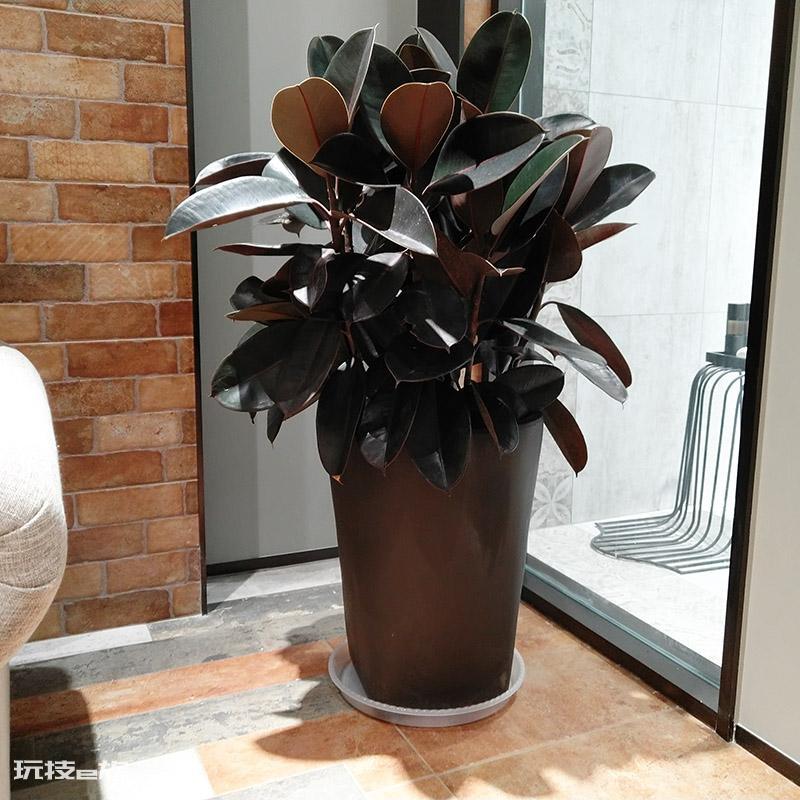 木本植物有哪些种类(适合家里养的6大木本植物品种)-图片1