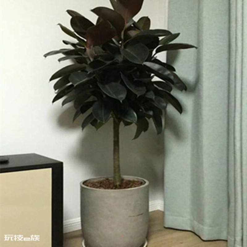 木本植物有哪些种类(适合家里养的6大木本植物品种)-图片2