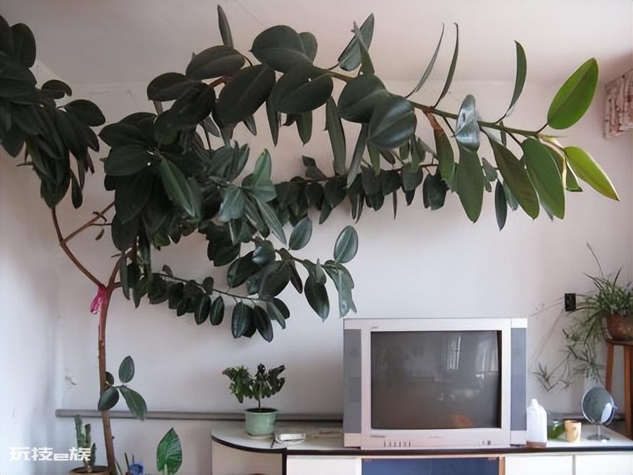 木本植物有哪些种类(适合家里养的6大木本植物品种)-图片3