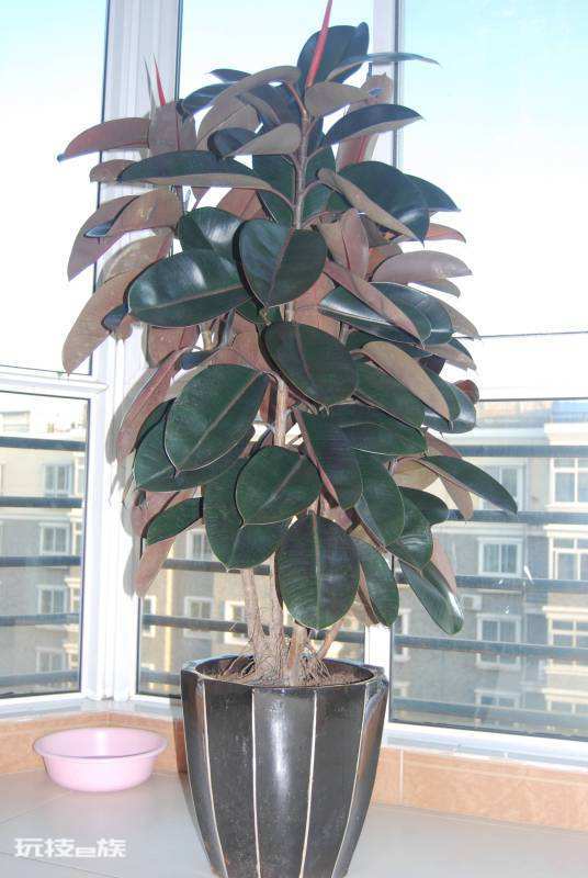 木本植物有哪些种类(适合家里养的6大木本植物品种)-图片4
