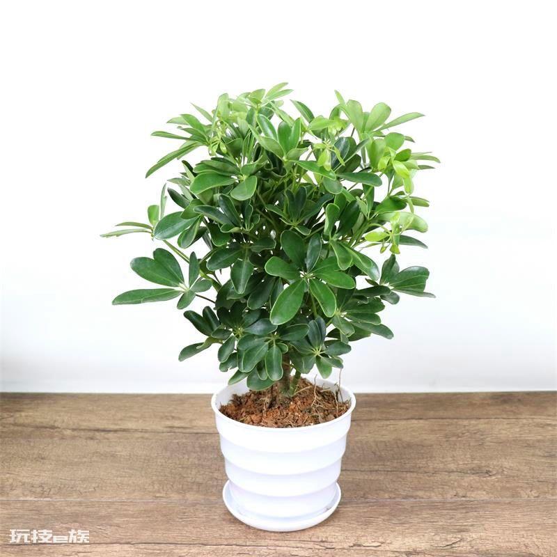 木本植物有哪些种类(适合家里养的6大木本植物品种)-图片5