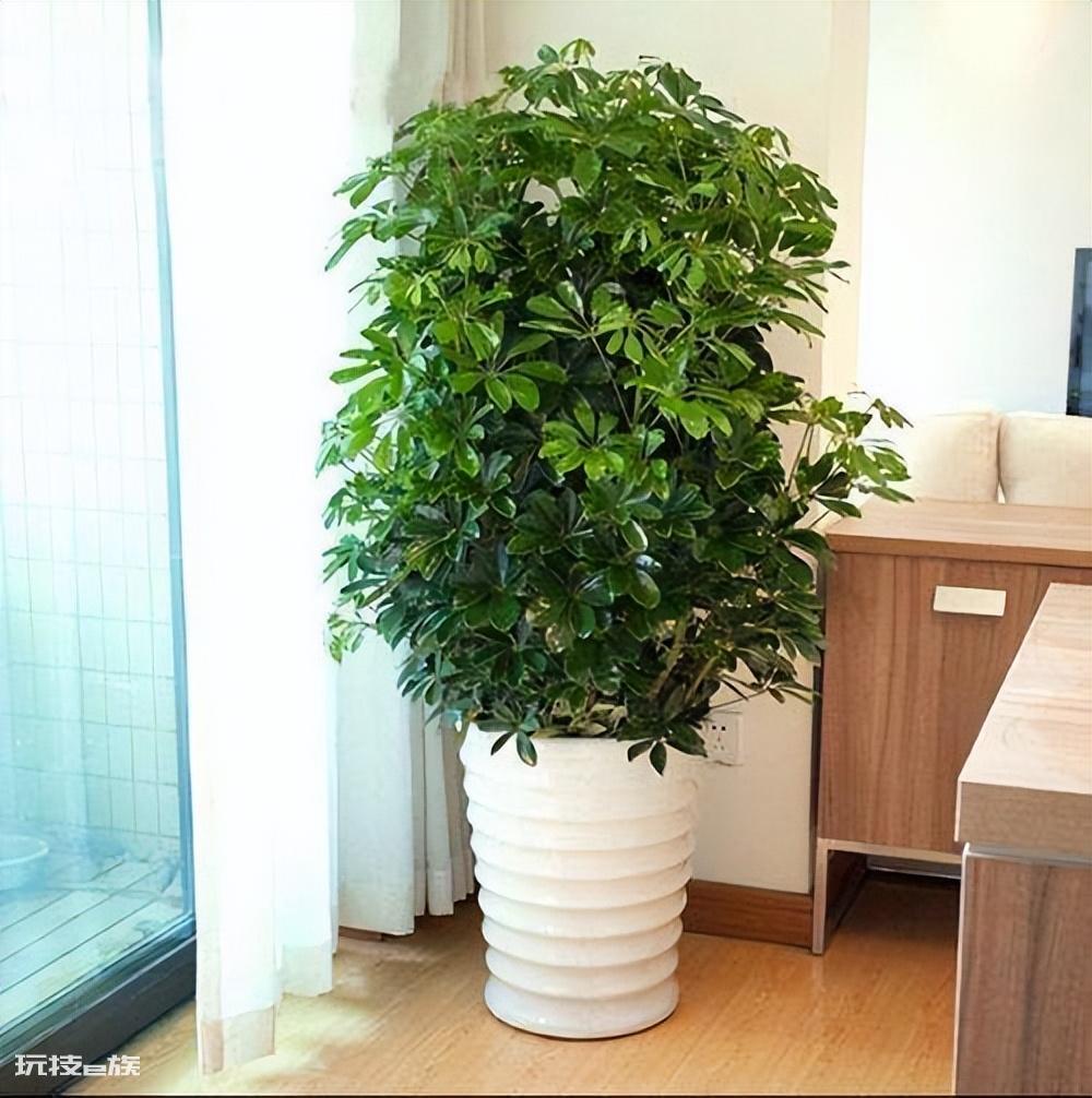 木本植物有哪些种类(适合家里养的6大木本植物品种)-图片6