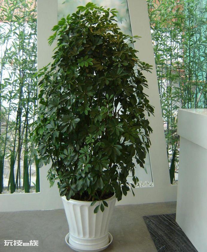 木本植物有哪些种类(适合家里养的6大木本植物品种)-图片7