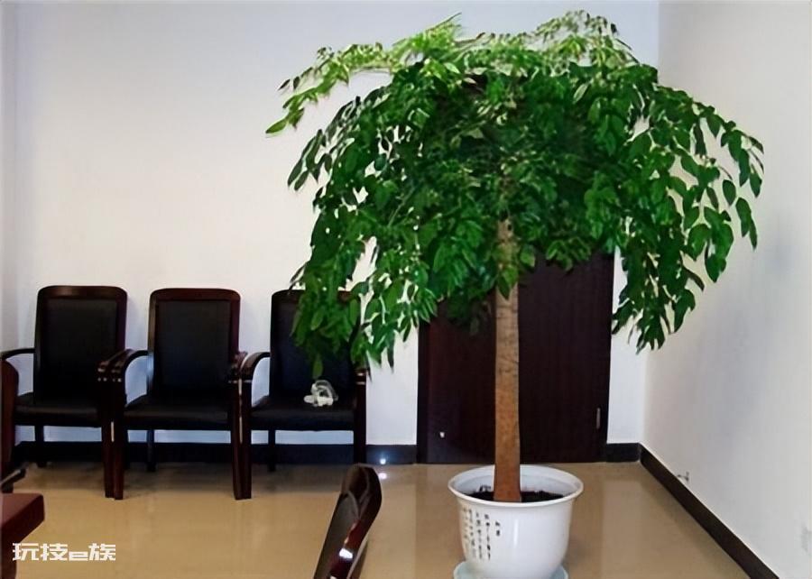 木本植物有哪些种类(适合家里养的6大木本植物品种)-图片8