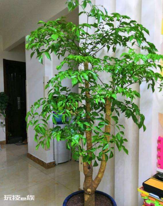 木本植物有哪些种类(适合家里养的6大木本植物品种)-图片9